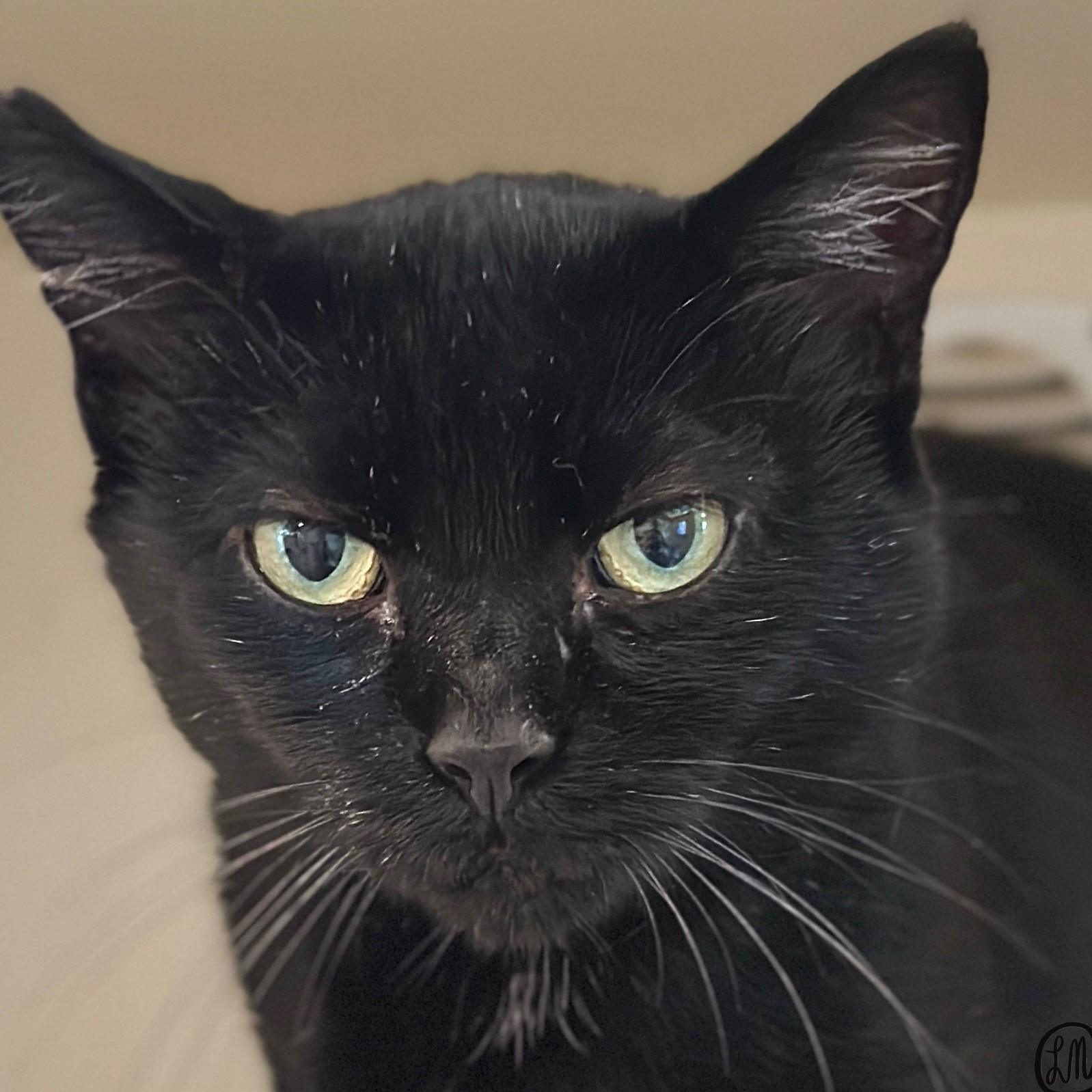 Enlarge Arrow, a Adopted Domestic Short Hair in Victor, NY image 3/4