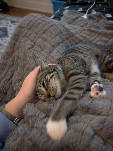 Ice Skate thumbnail 2