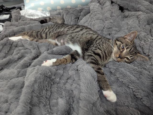 Ice Skate thumbnail 3