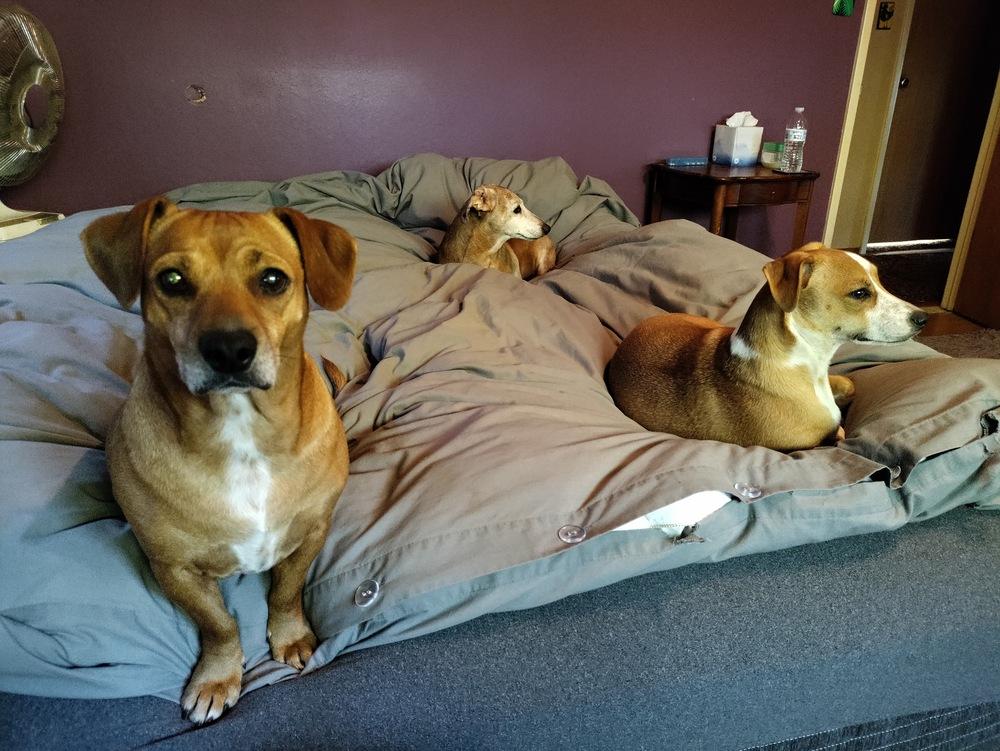 Wilson, Adoptable, Adult Female Dachshund.