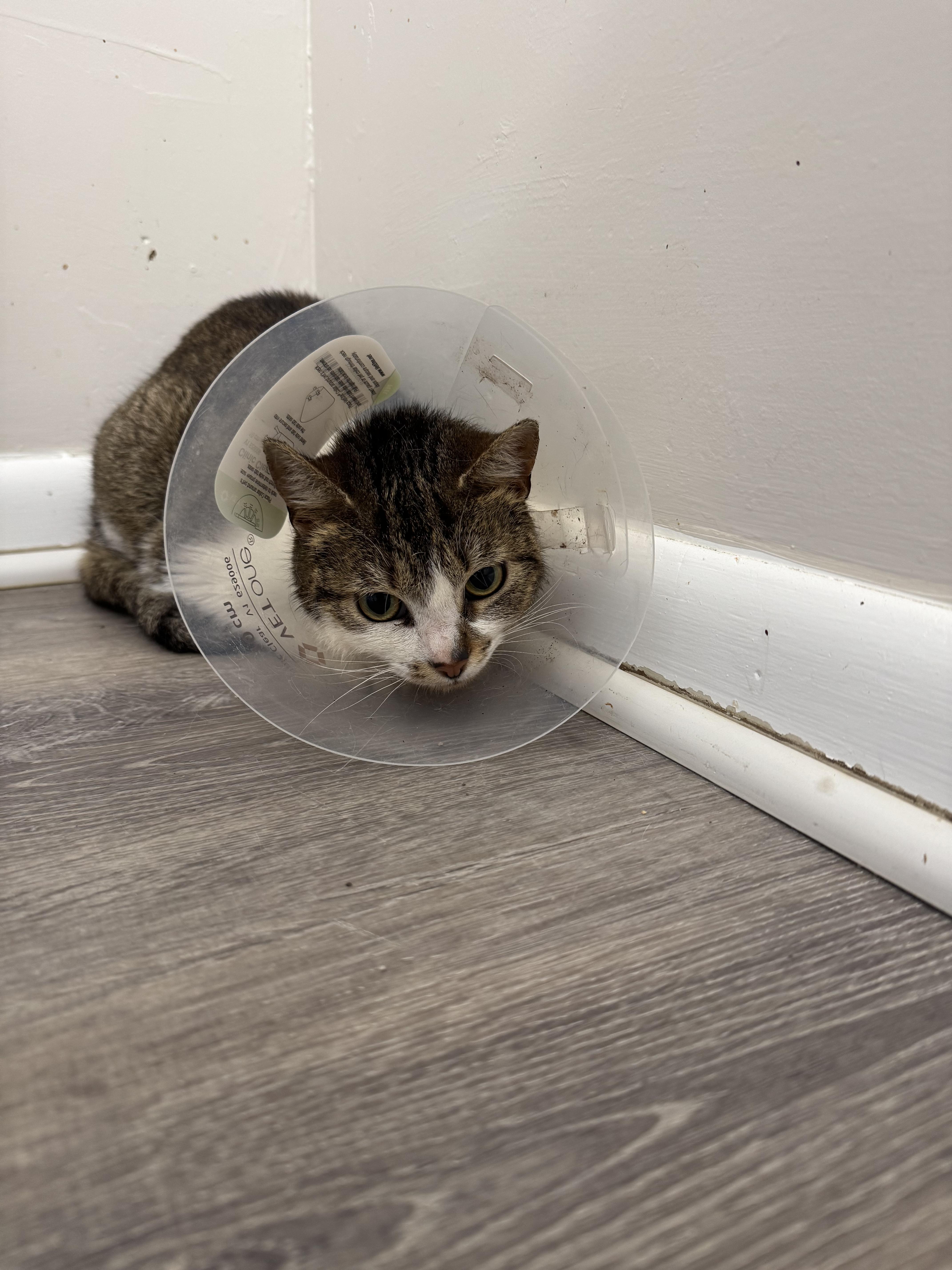 Enlarge RAINE , a ADOPTABLE Domestic Short Hair in Salem, OH image 1/1