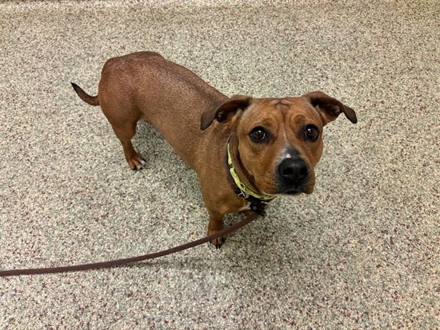 COCO, Adoptable, Adult Female Pit Bull Terrier & Chihuahua.