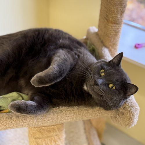 Layla Mae, Adoptable, Adult Female Domestic Short Hair.