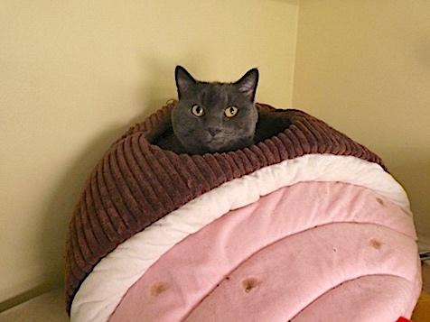 Enlarge Layla Mae, a Adoptable Domestic Short Hair in Vashon Island, WA image 2/4