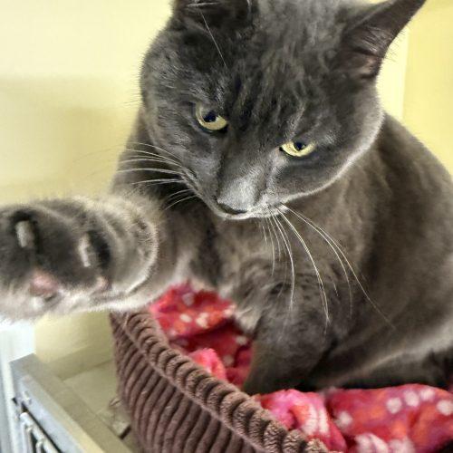 Enlarge Layla Mae, a Adoptable Domestic Short Hair in Vashon Island, WA image 3/4