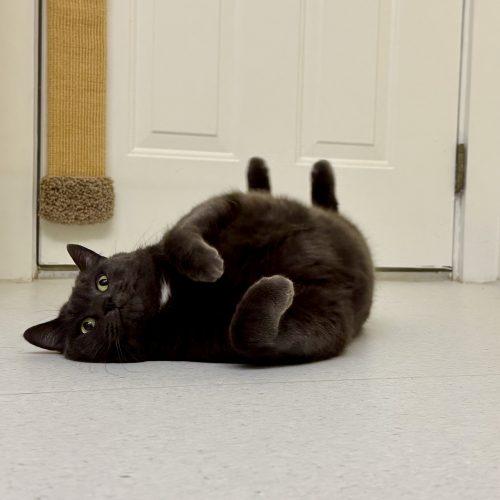 Layla Mae, a Adoptable Domestic Short Hair in Vashon Island, WA image 5/5