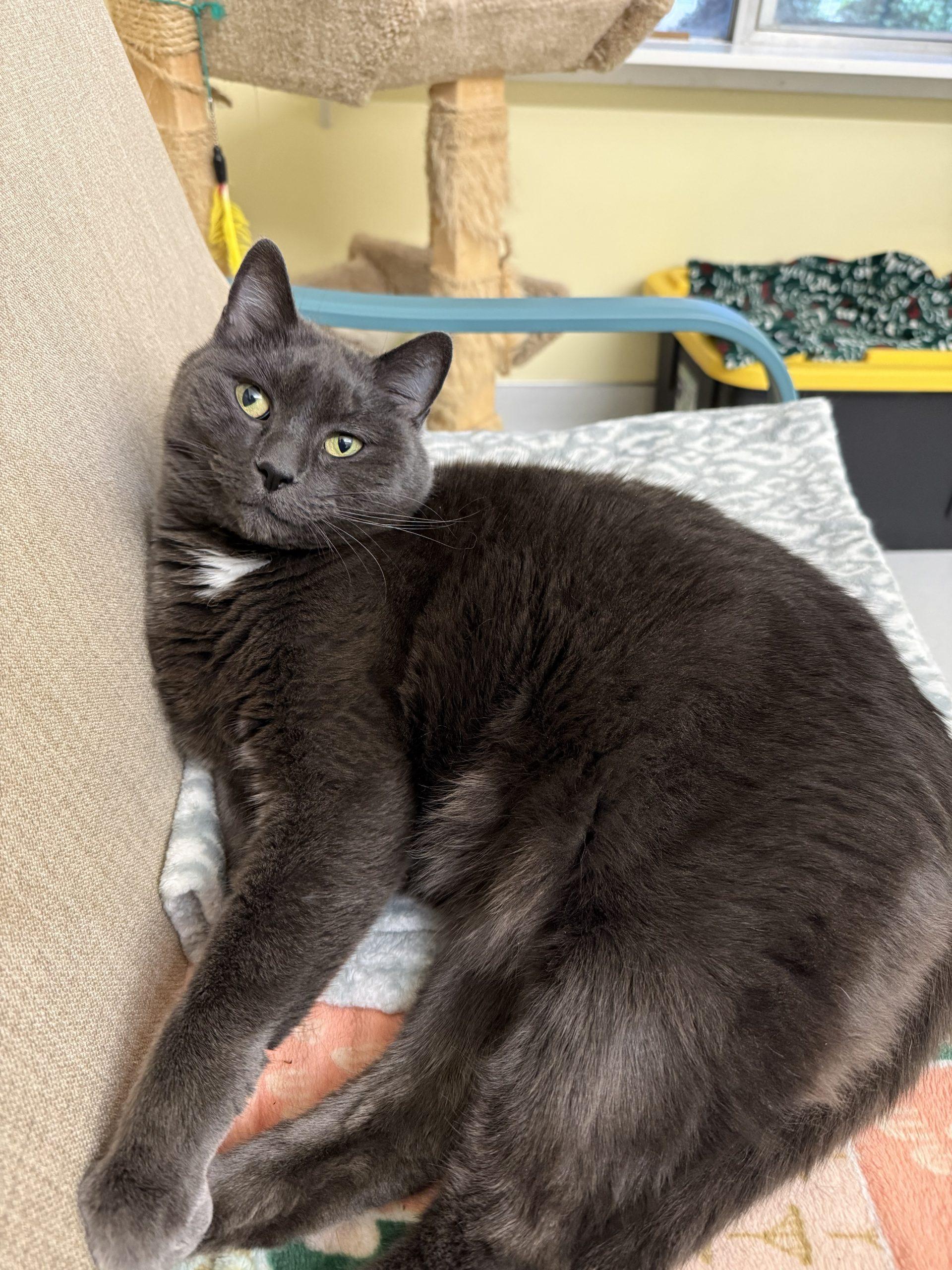 Enlarge Layla Mae, a Adoptable Domestic Short Hair in Vashon Island, WA image 5/6