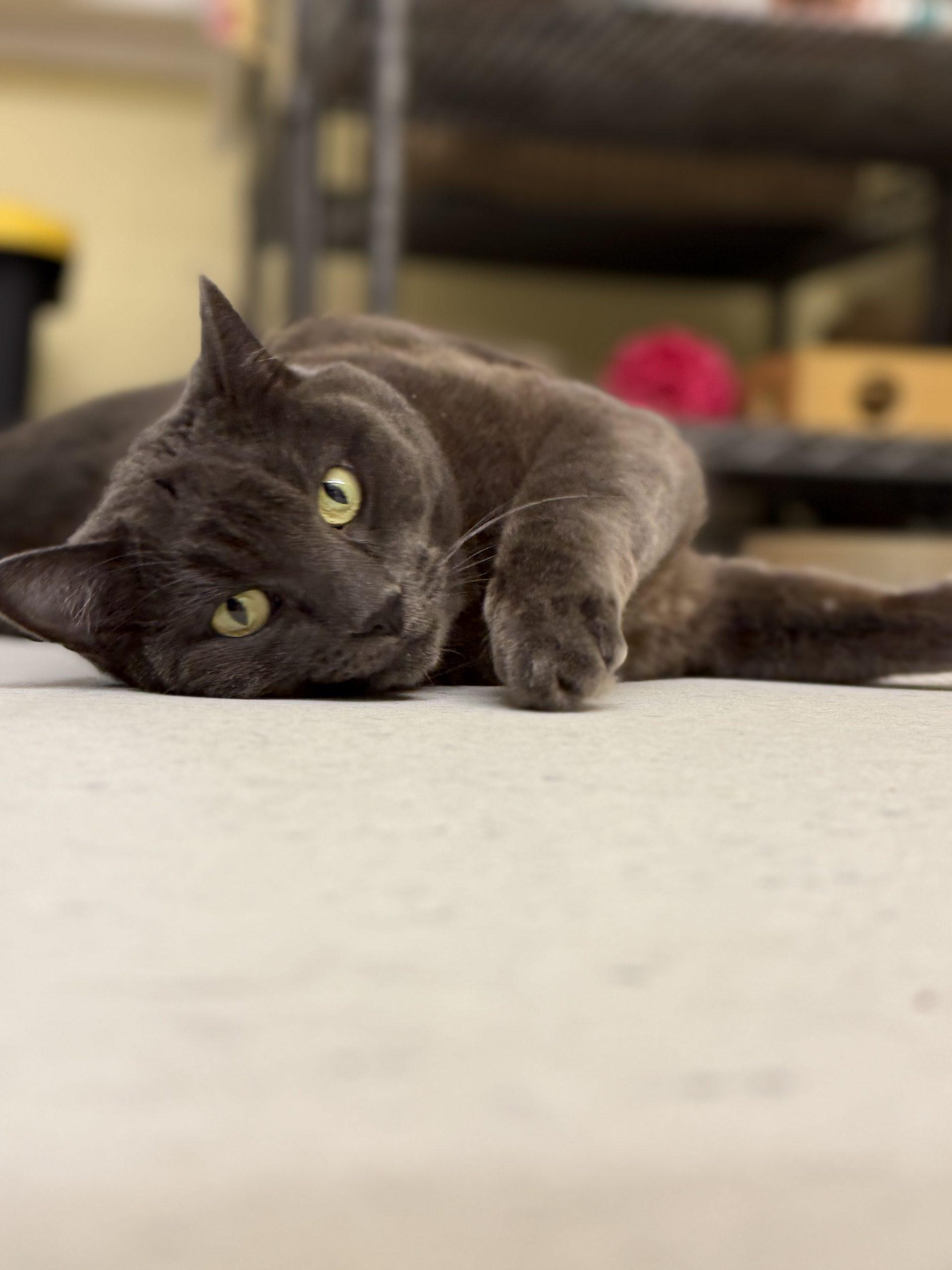 Enlarge Layla Mae, a Adoptable Domestic Short Hair in Vashon Island, WA image 4/4