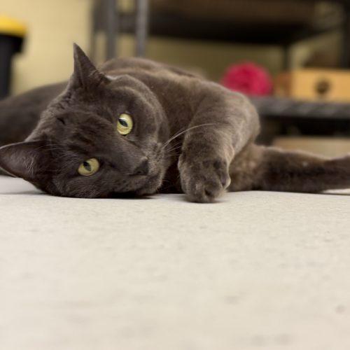 Enlarge Layla Mae, a Adoptable Domestic Short Hair in Vashon Island, WA image 5/5