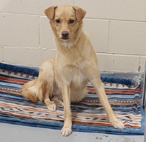 Enlarge MONROE, a Adoptable mixed breed in Anchorage, AK image 1/1