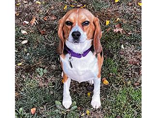Enlarge Tulle, a ADOPTABLE Beagle in New Boston, NH image 2/2