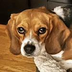 Enlarge Tulle, a ADOPTABLE Beagle in New Boston, NH image 1/2