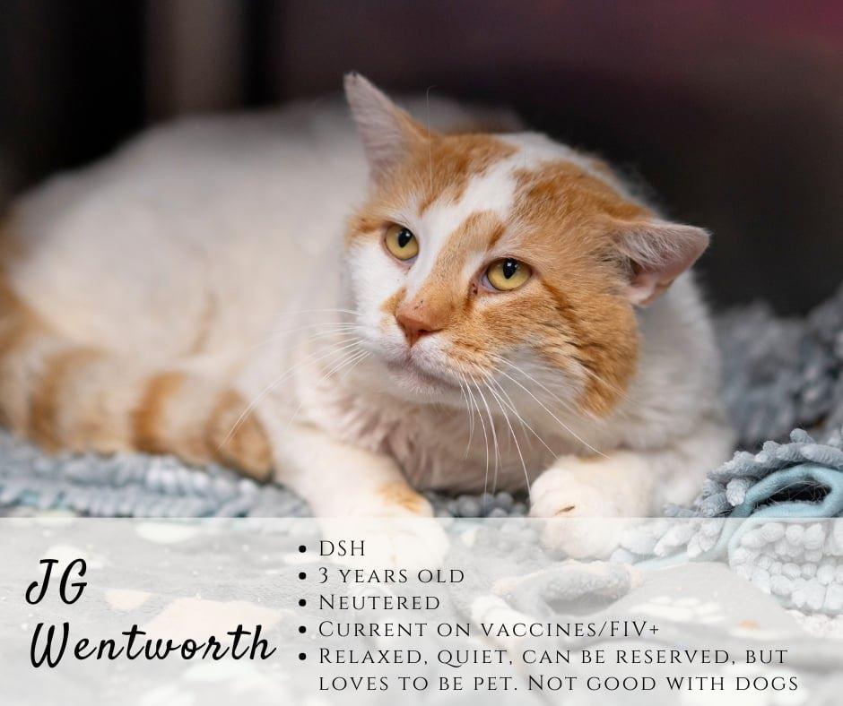 Enlarge JG Wentworth, a ADOPTABLE Domestic Short Hair in Junction City, KS image 1/1