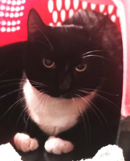 Mutt, Adoptable, Adult Male Domestic Short Hair.