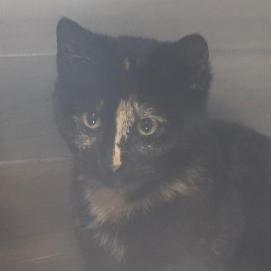 Nebula, Adoptable, Kitten Female Domestic Short Hair.