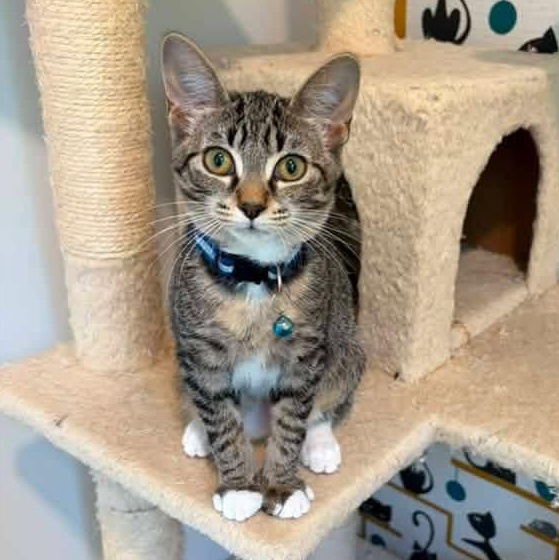 Artemis, Adoptable, Kitten Female Domestic Short Hair & Tabby.