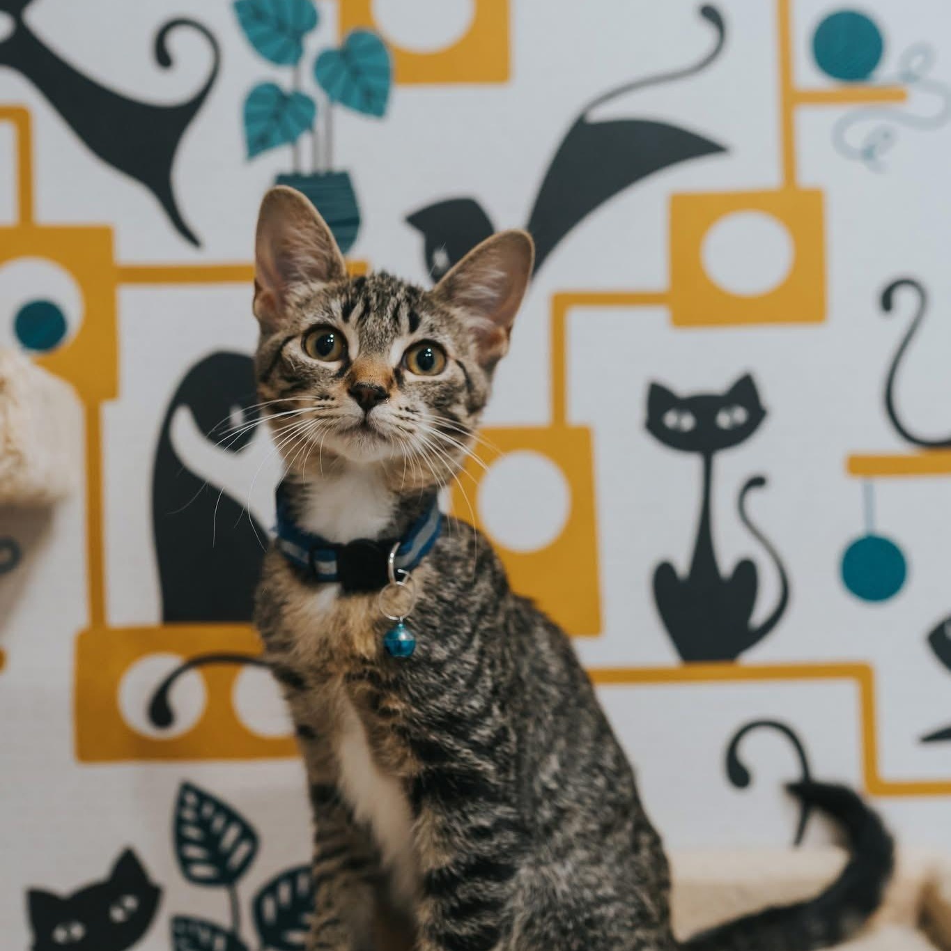 Enlarge Artemis, a Adoptable mixed breed in Kentwood, MI image 3/6