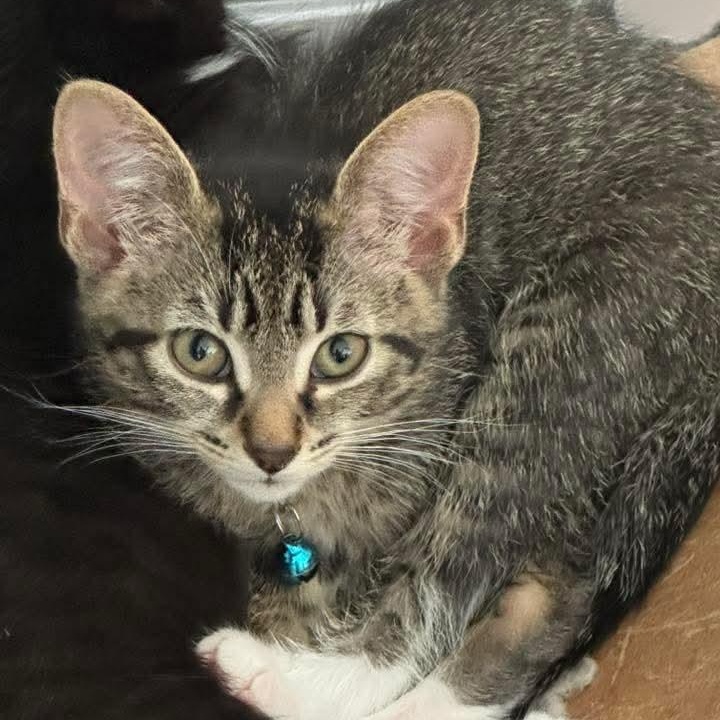 Artemis, a Adoptable mixed breed in Kentwood, MI image 2/3