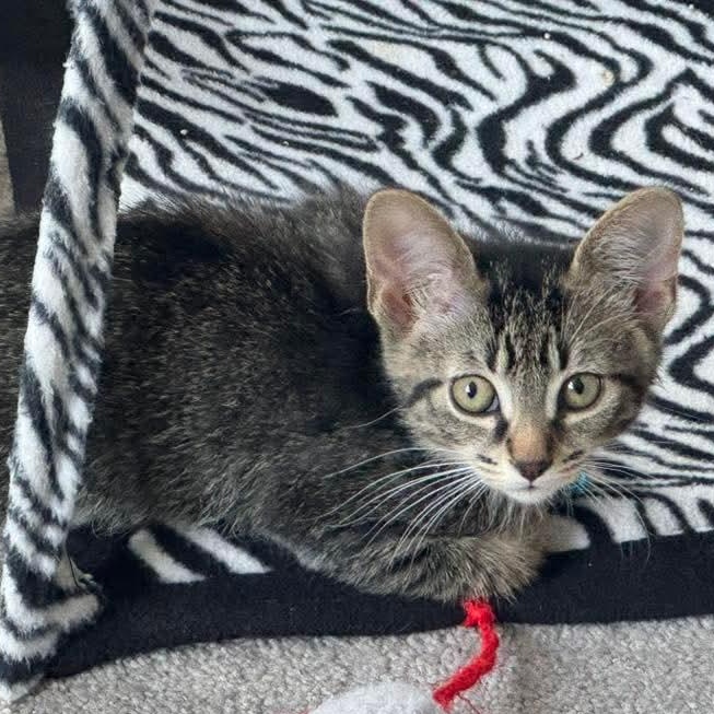 Artemis, Adoptable, Kitten Female Domestic Short Hair & Tabby.