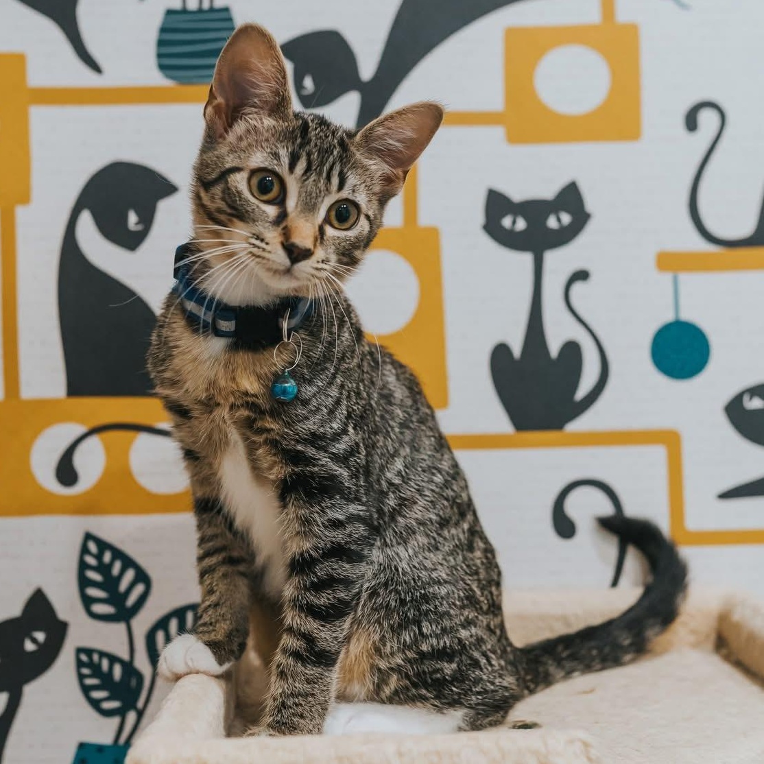 Enlarge Artemis, a Adoptable mixed breed in Kentwood, MI image 2/6