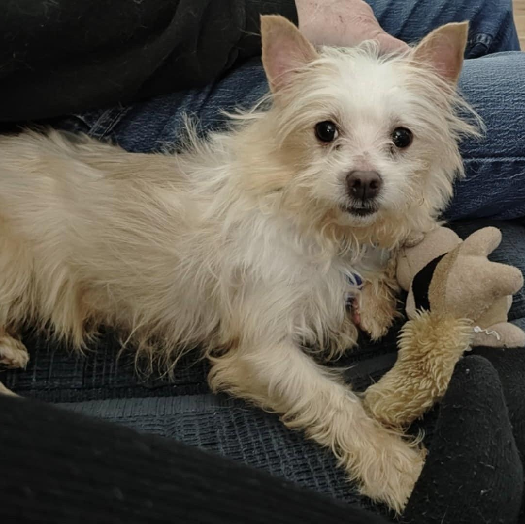 Enlarge Ponyo, a ADOPTABLE mixed breed in Cherry Hill, NJ image 3/6