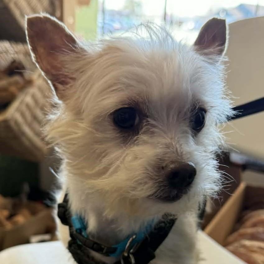 Enlarge Ponyo, a ADOPTABLE mixed breed in Cherry Hill, NJ image 6/6