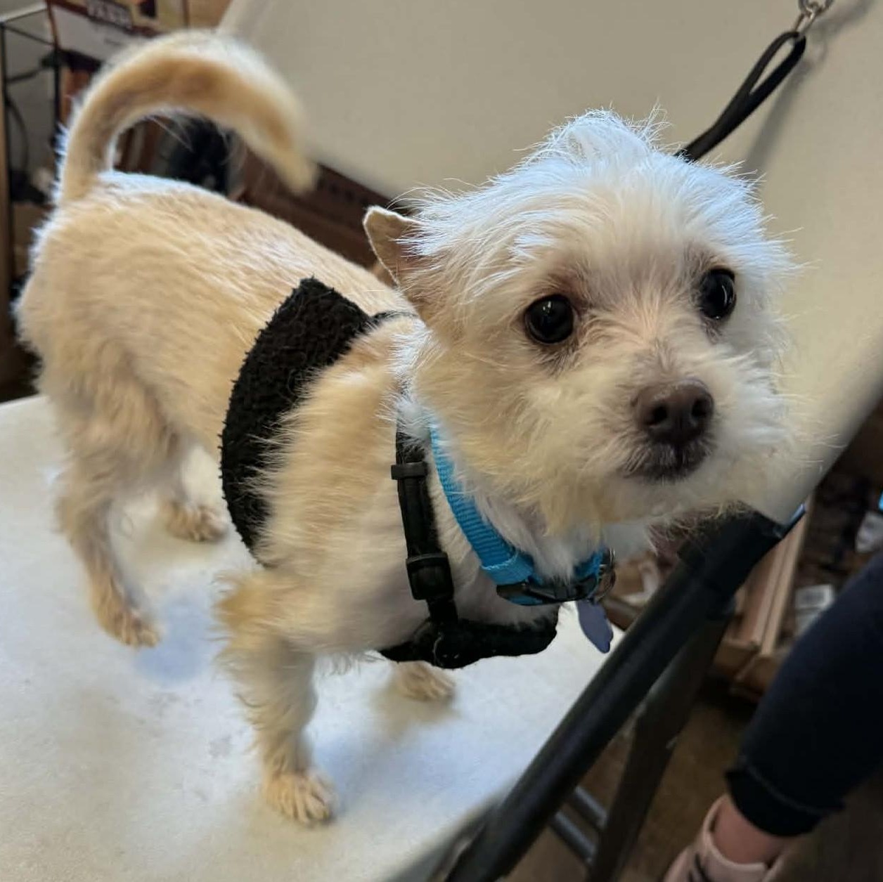 Enlarge Ponyo, a ADOPTABLE mixed breed in Cherry Hill, NJ image 4/6