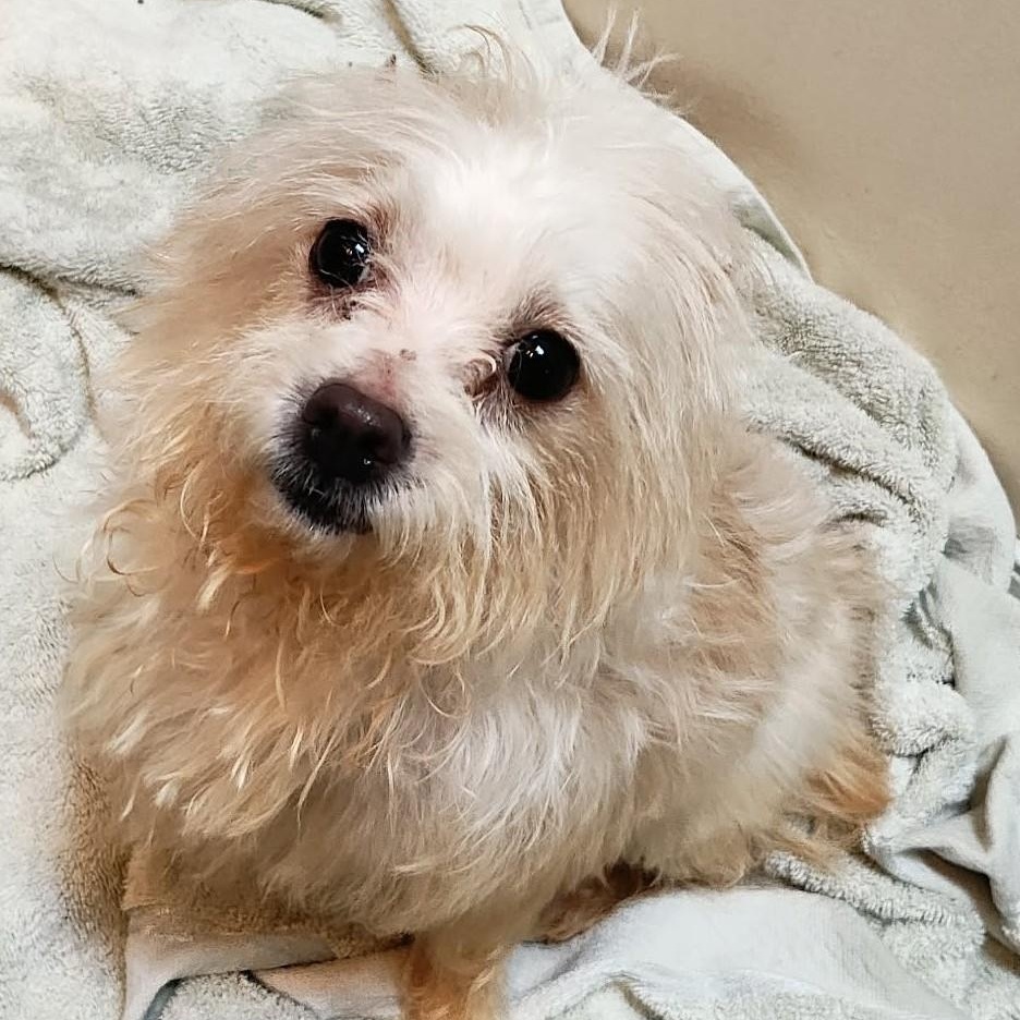 Ponyo, ADOPTABLE, Young Female Yorkshire Terrier & Chihuahua.