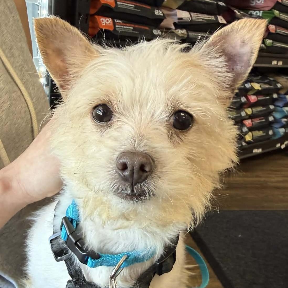 Enlarge Ponyo, a ADOPTABLE mixed breed in Cherry Hill, NJ image 2/6