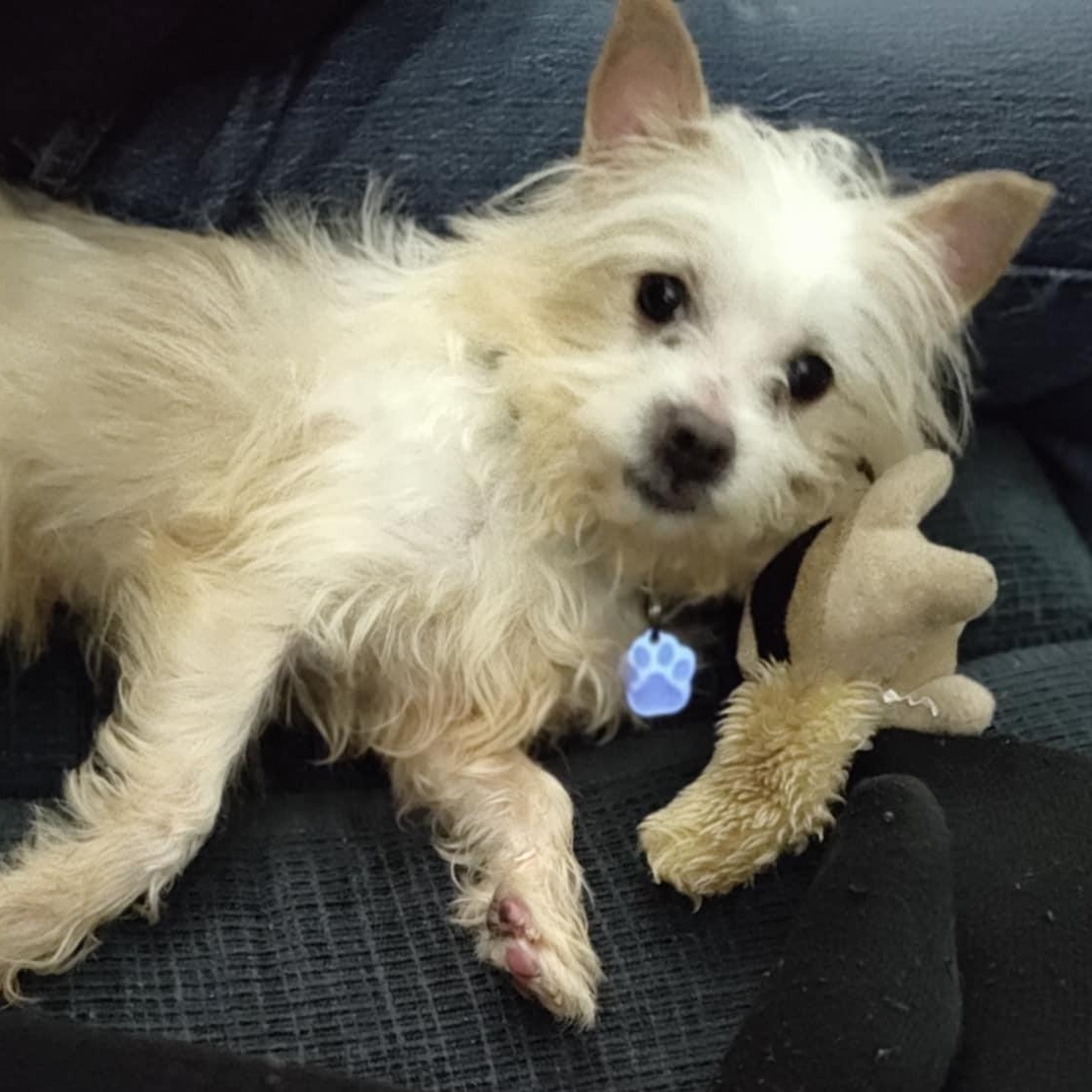 Enlarge Ponyo, a ADOPTABLE mixed breed in Cherry Hill, NJ image 5/6