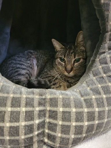 Rosie, Adoptable, Adult Female Domestic Short Hair.