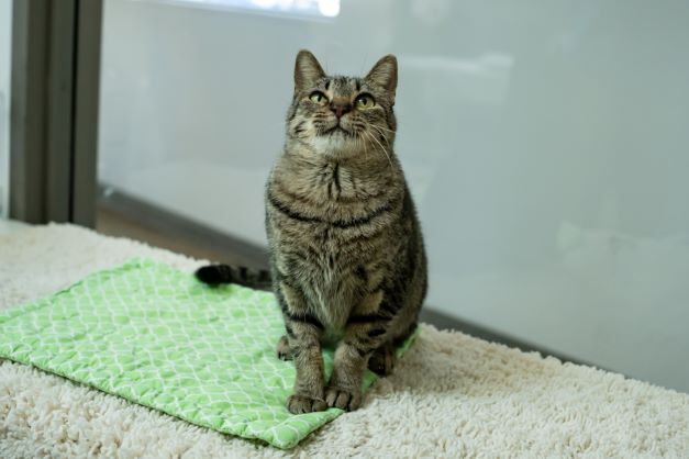 Enlarge Rosie, a Adoptable mixed breed in Houston, TX image 2/15