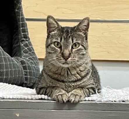 Enlarge Rosie, a Adoptable mixed breed in Houston, TX image 4/15