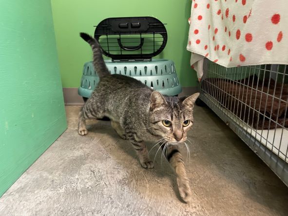 Enlarge Rosie, a Adoptable mixed breed in Houston, TX image 5/15