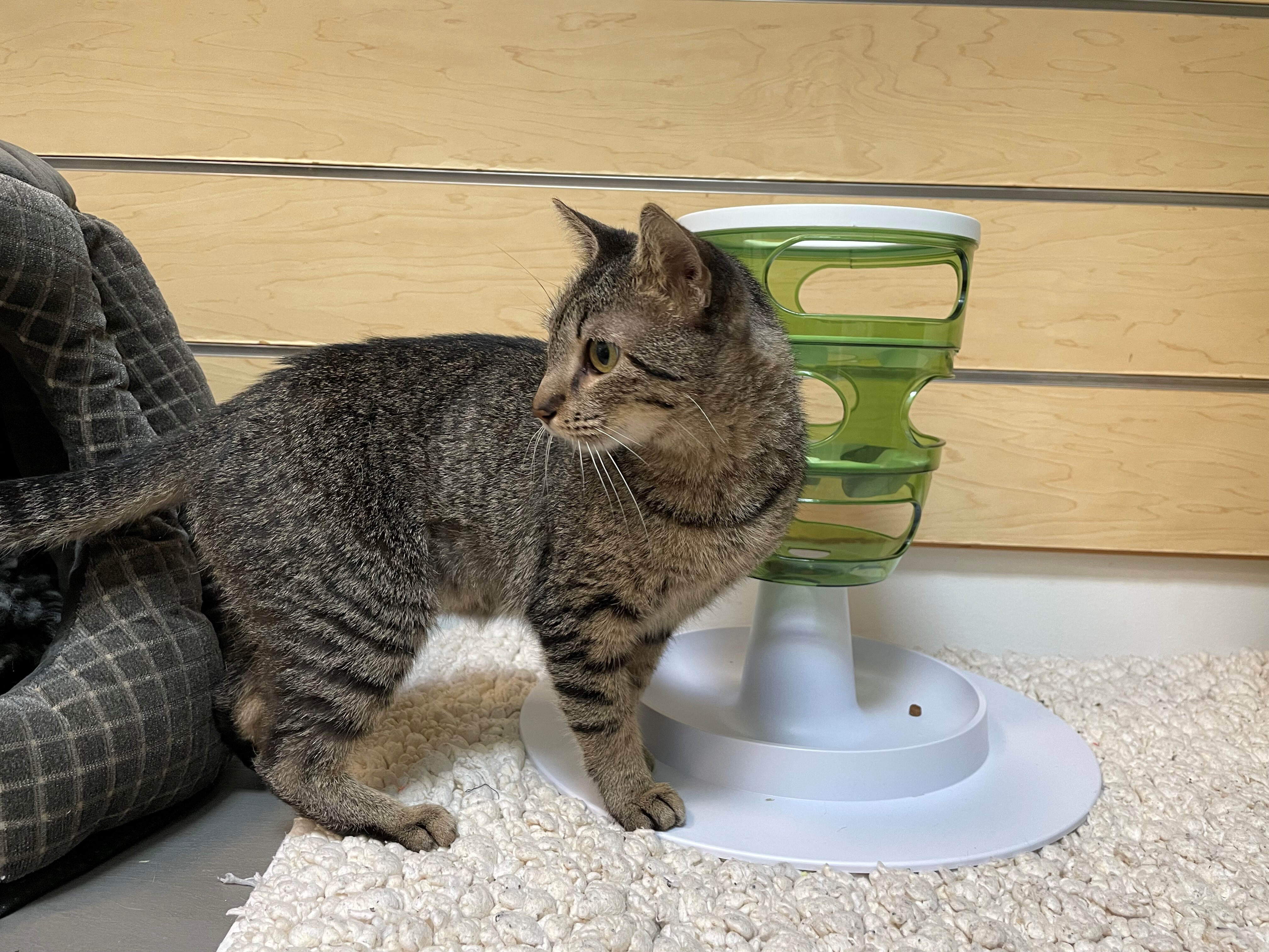 Enlarge Rosie, a Adoptable mixed breed in Houston, TX image 6/15