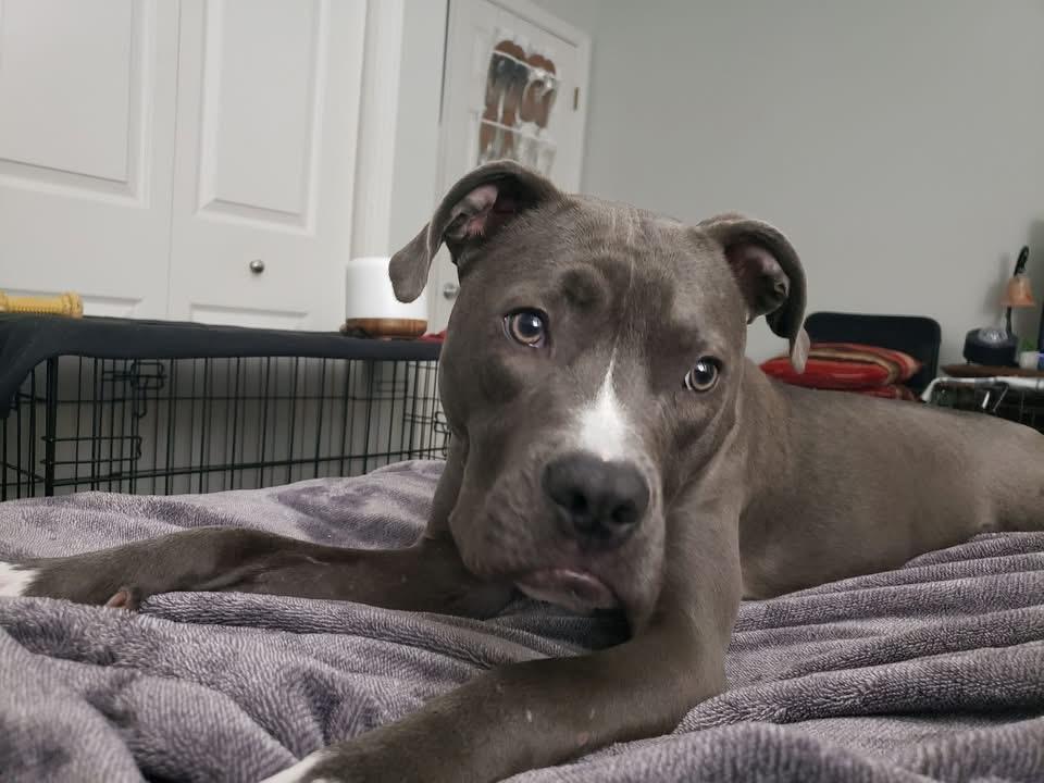 Enlarge Luna, a Adopted mixed breed in Leesville, SC image 3/5