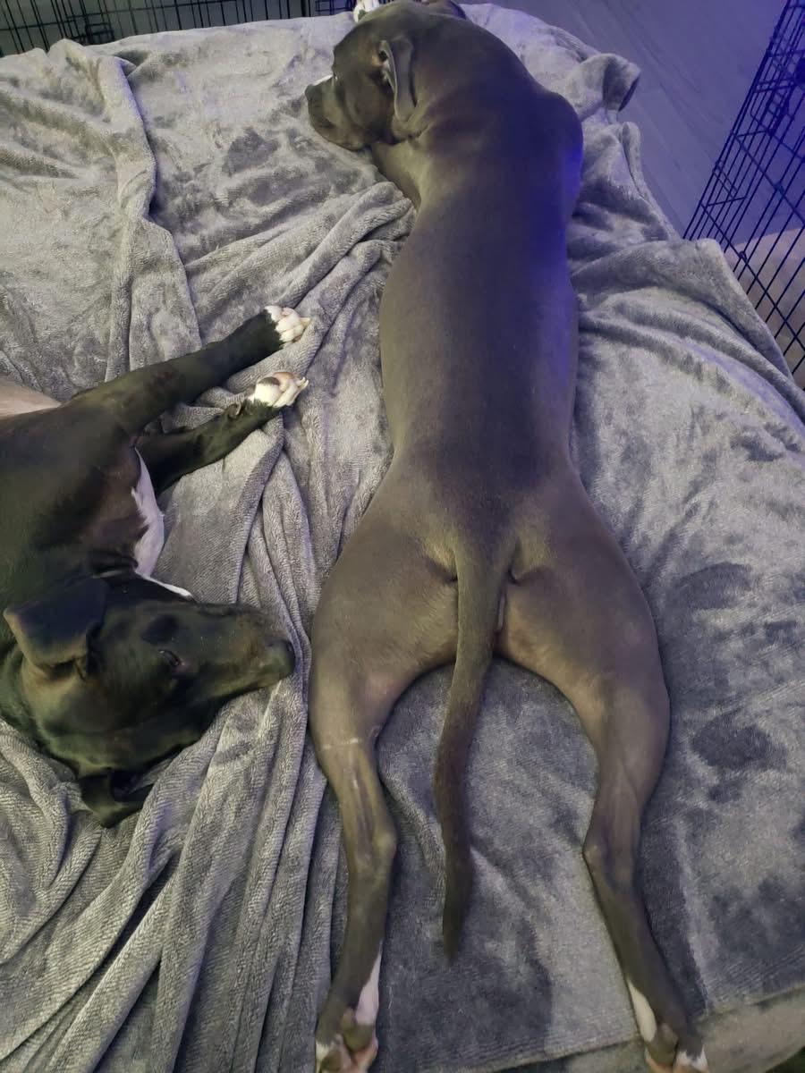 Enlarge Luna, a Adopted mixed breed in Leesville, SC image 5/5