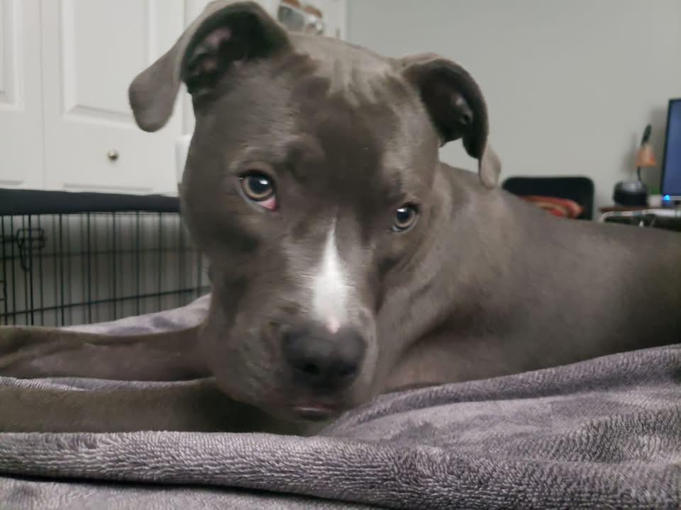 Enlarge Luna, a Adopted mixed breed in Leesville, SC image 1/5