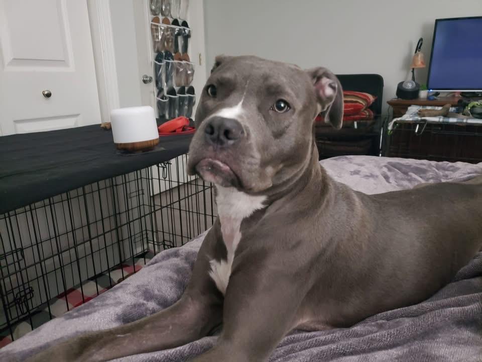 Enlarge Luna, a Adopted mixed breed in Leesville, SC image 2/5