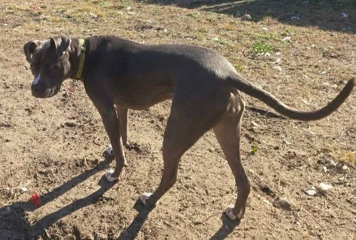 Enlarge Luna, a Adopted mixed breed in Leesville, SC image 4/5