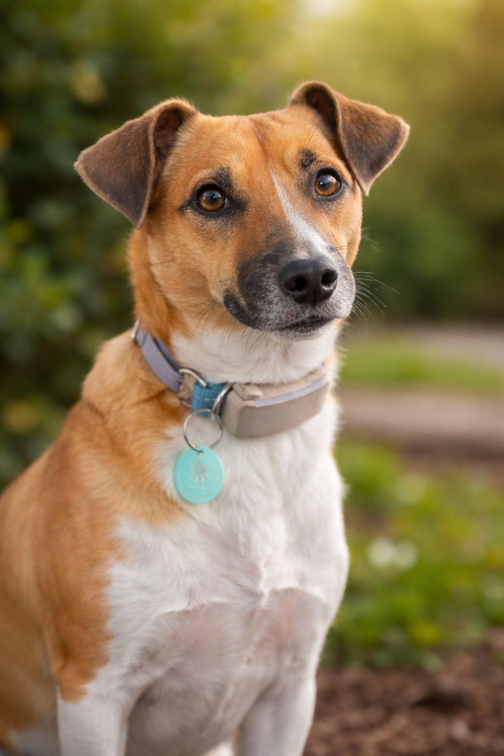 Shelby, Adoptable, Young Female Basenji.