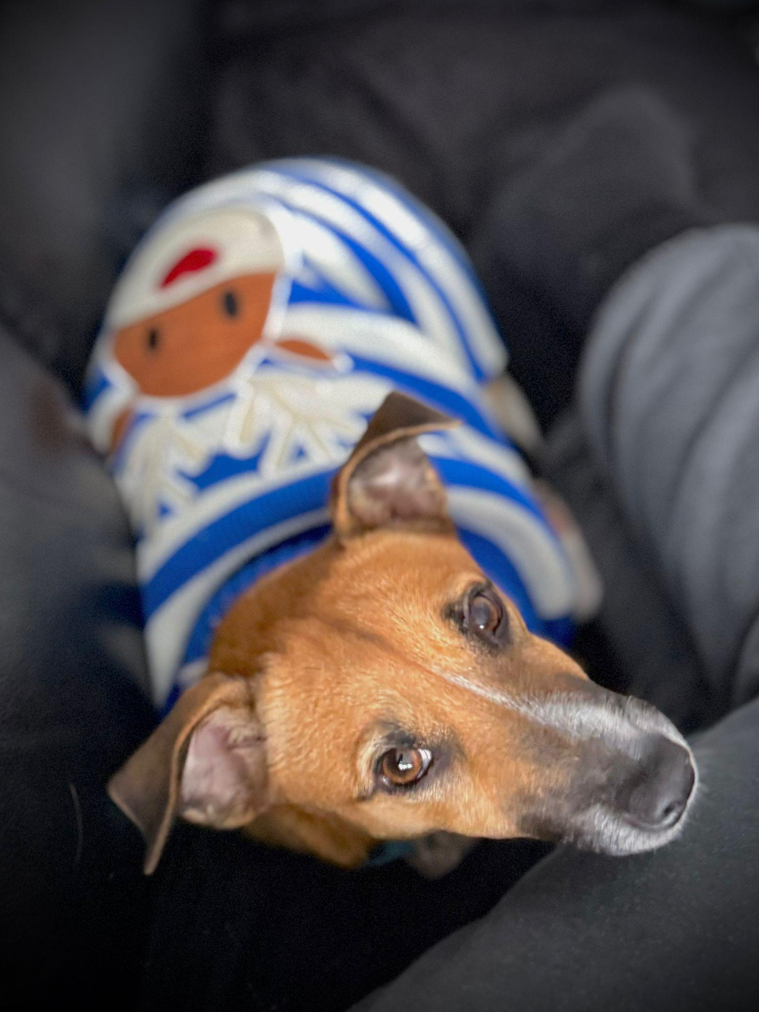 Shelby, a Adoptable mixed breed in Erin, ON image 1/6