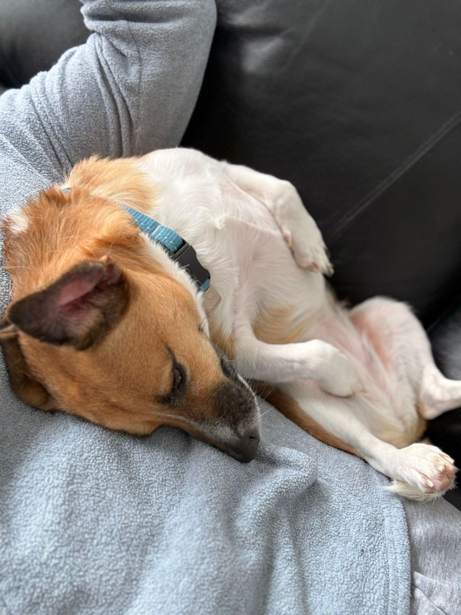 Enlarge Shelby, a Adoptable Basenji in Erin, ON image 3/6