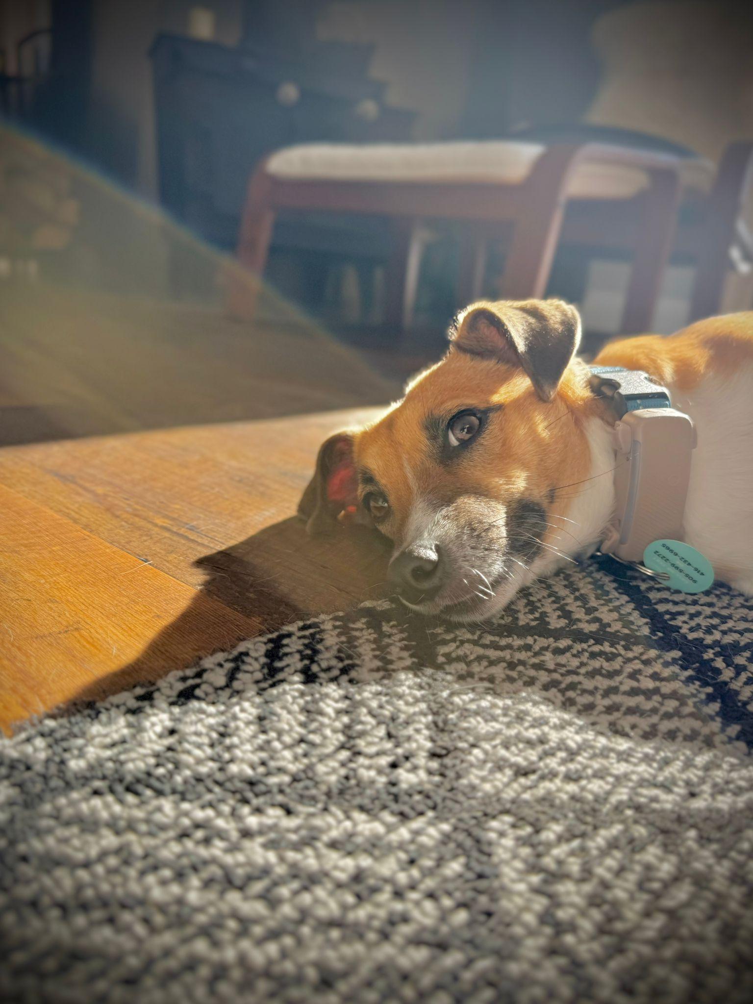 Enlarge Shelby, a Adoptable Basenji in Erin, ON image 4/6