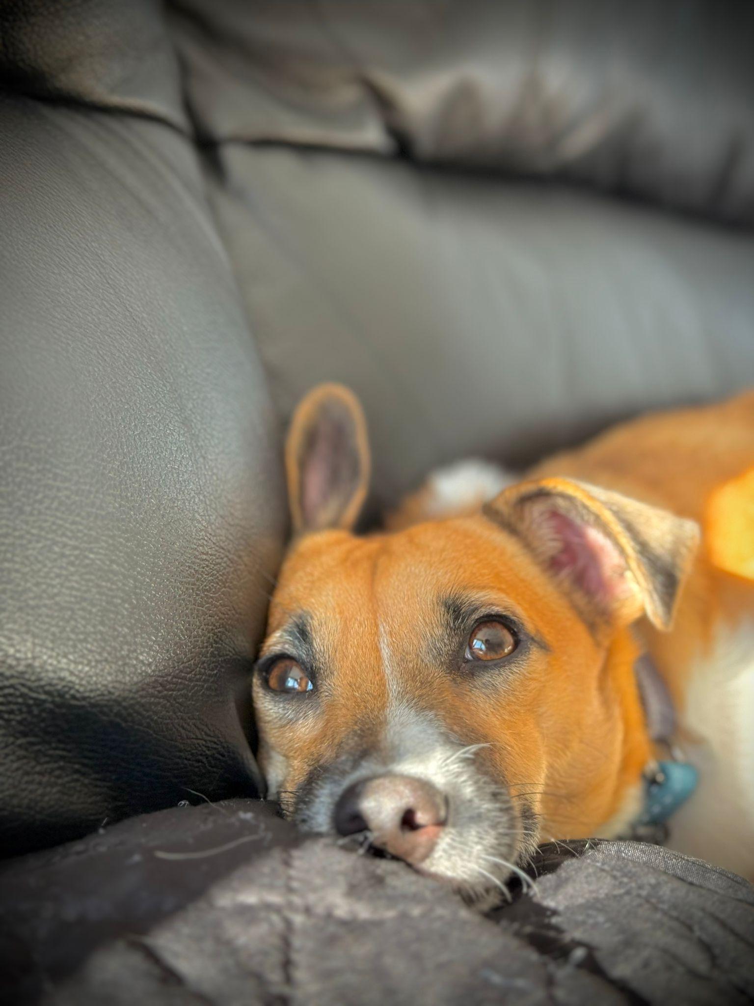 Shelby, a Adoptable mixed breed in Erin, ON image 3/6