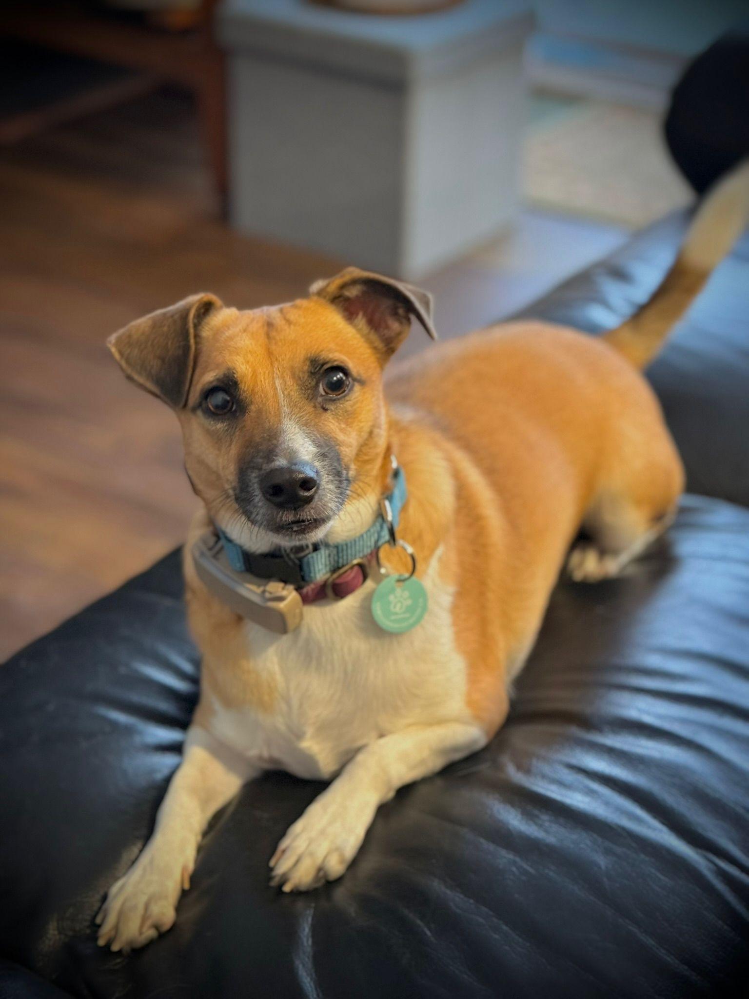 Enlarge Shelby, a Adoptable Basenji in Erin, ON image 5/6