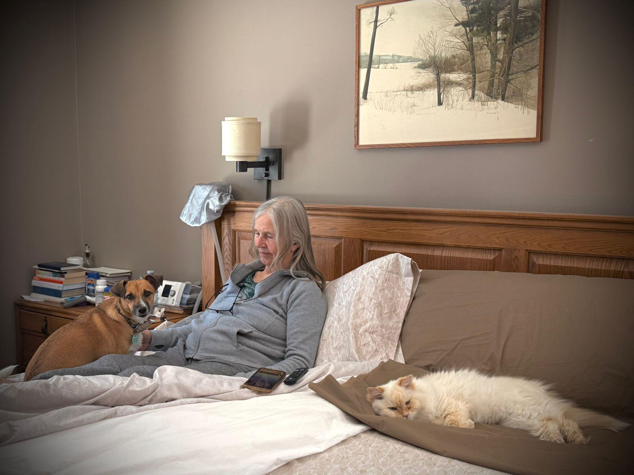 Enlarge Shelby, a Adoptable Basenji in Erin, ON image 6/6