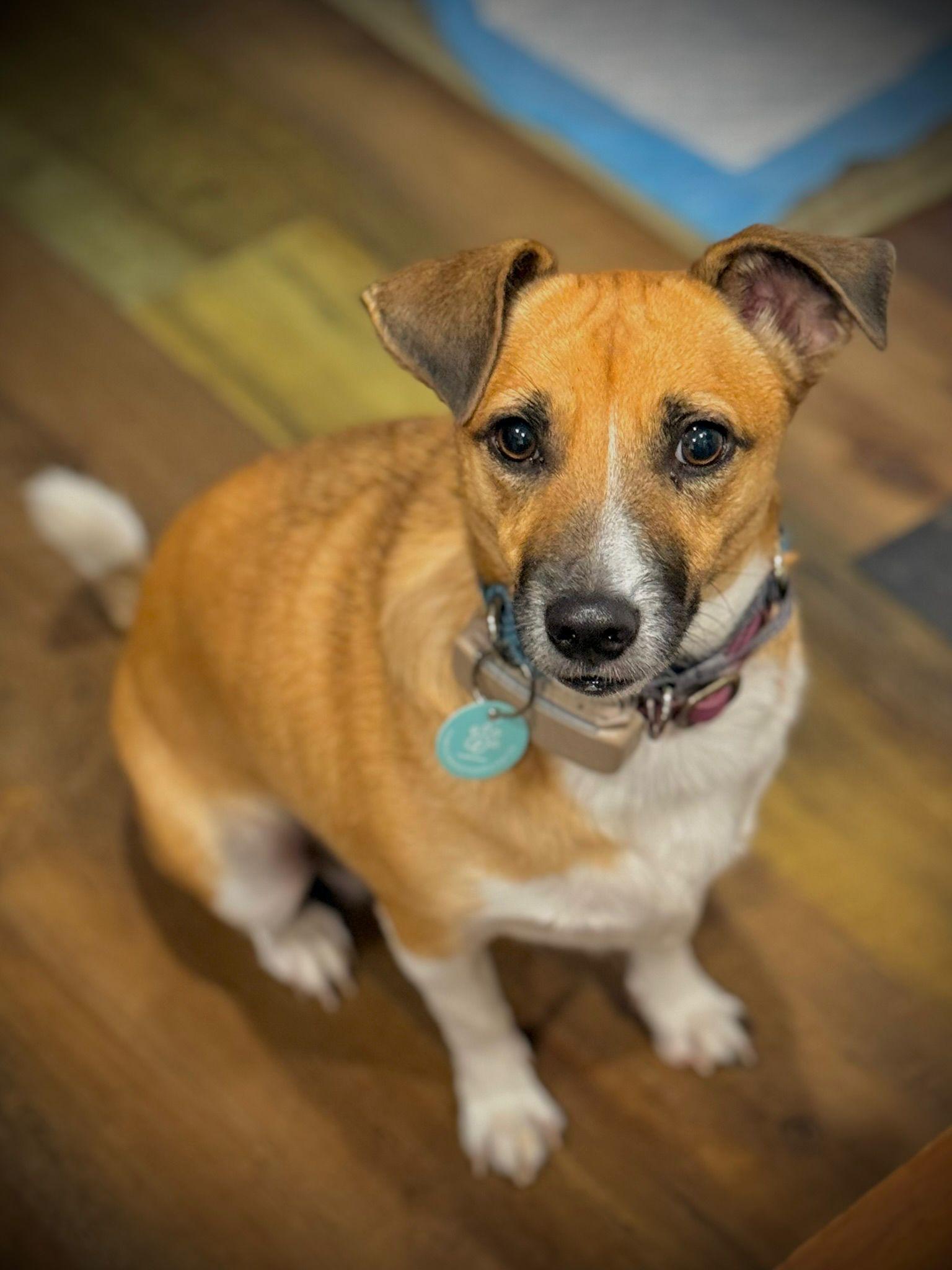 Shelby, a Adoptable mixed breed in Erin, ON image 5/6