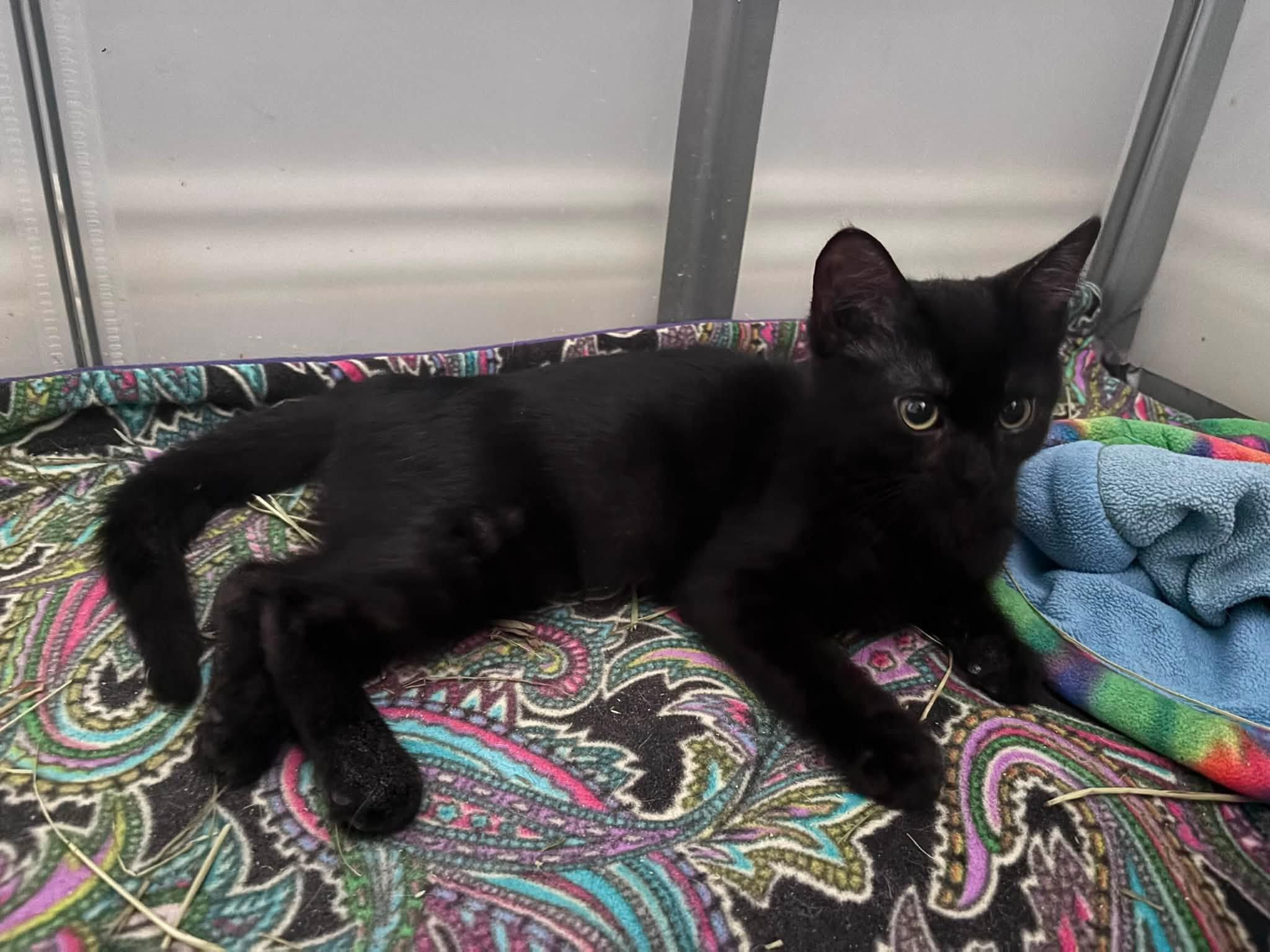 Enlarge Lyric, an adopted Domestic Short Hair in Spencerville, ON image 3/6