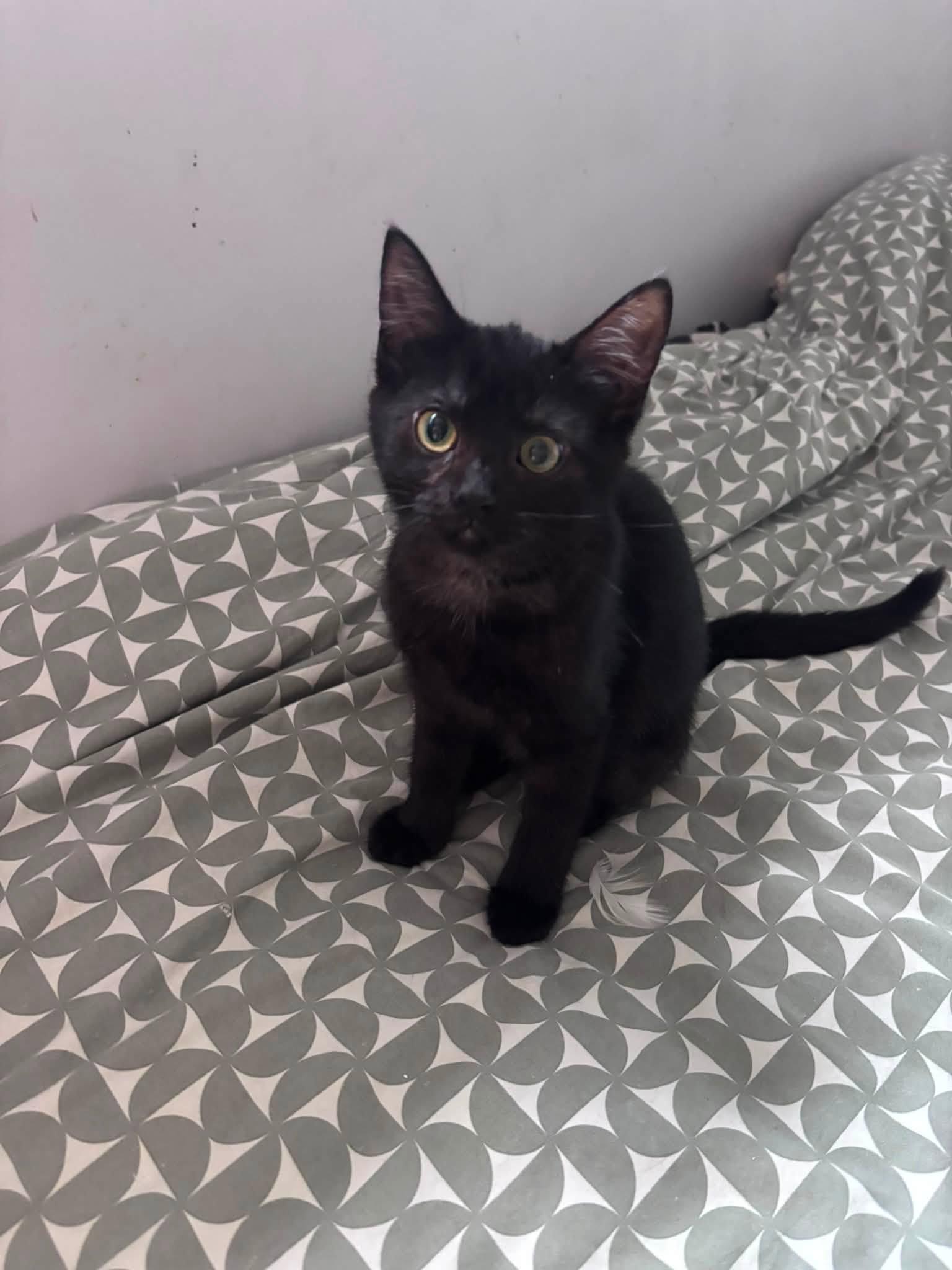 Enlarge Lyric, an adopted Domestic Short Hair in Spencerville, ON image 5/6